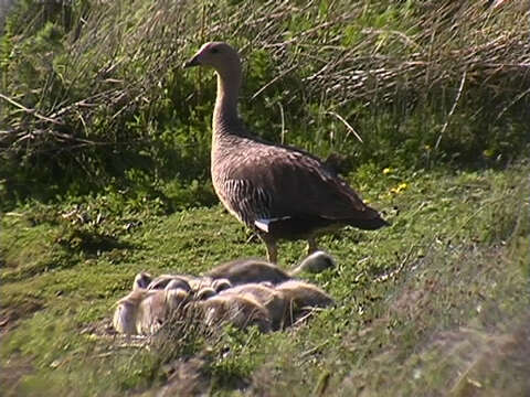 Image of magellan goose, upland goose