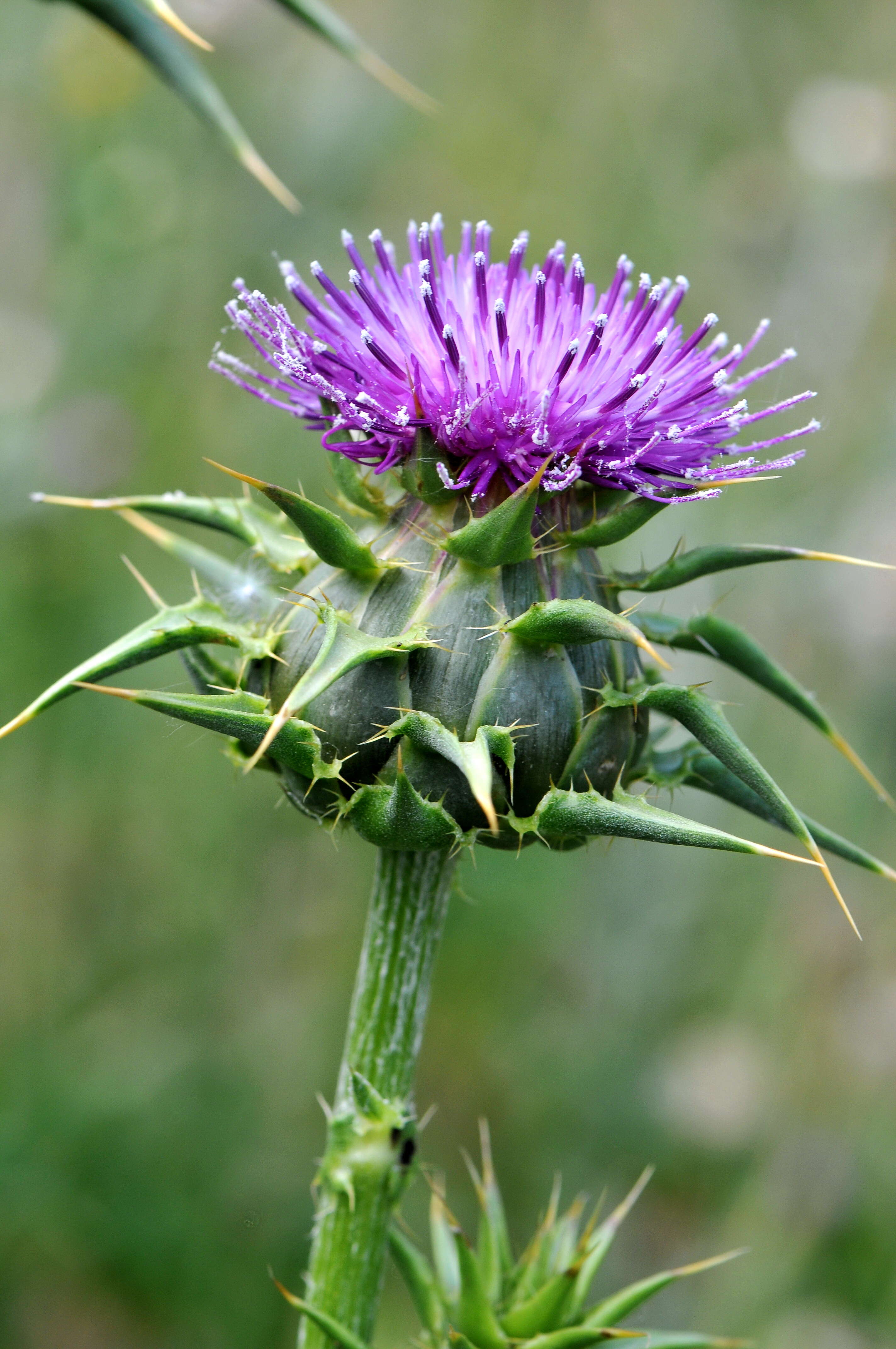 Image of Milk thistle