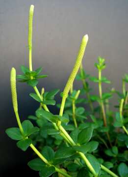 Image of acorn peperomia