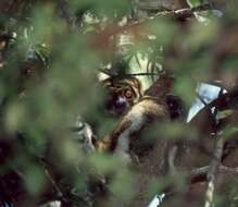 Image of Woolly Lemur