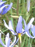 Image of Tecophilaeaceae