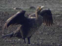 Image of Phalacrocorax Brisson 1760