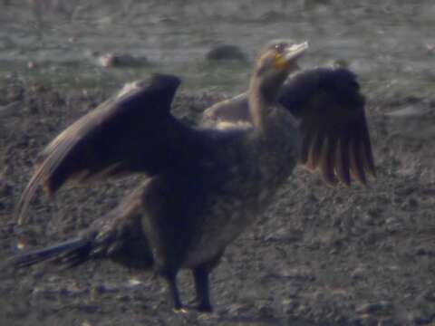 Image of Black Shag