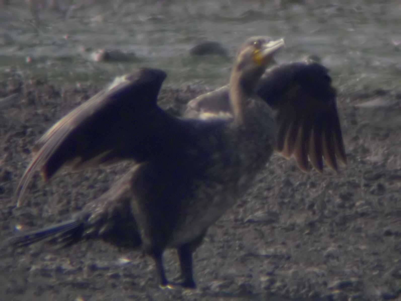 Image of Phalacrocorax Brisson 1760