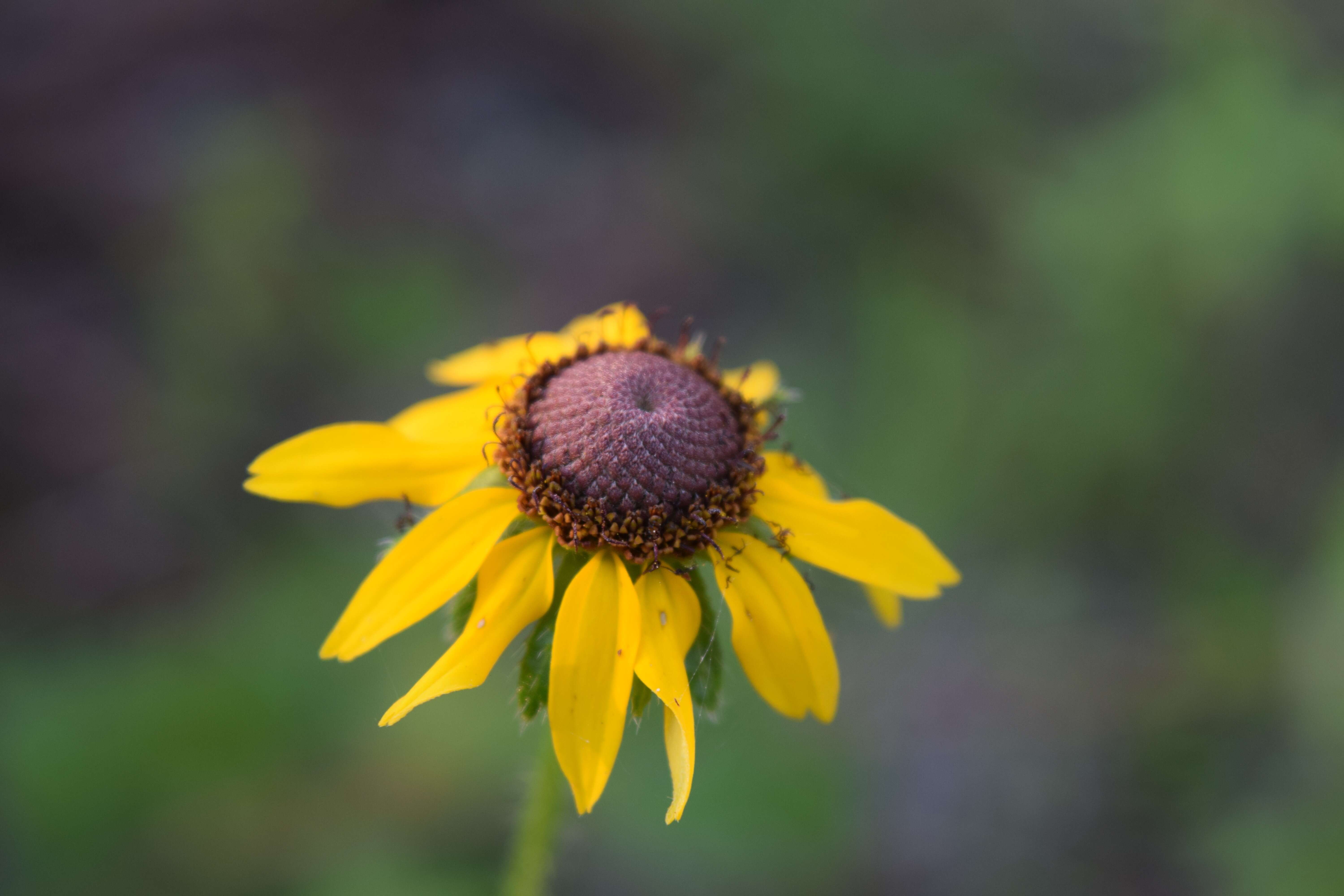 Image of blackeyed Susan