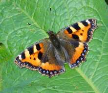 Image of Small tortoiseshell