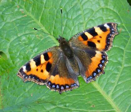 Image of Small tortoiseshell