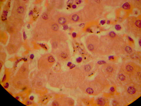 Image of Plasmodium subgen. Plasmodium