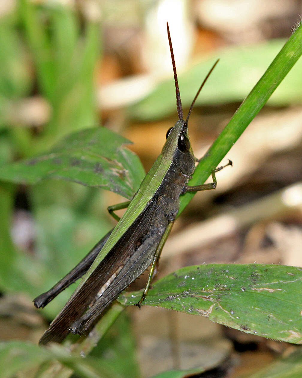 Metaleptea brevicornis (Johannson 1763) resmi