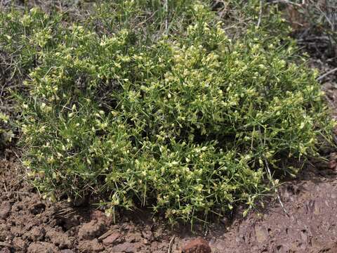 Image of Intermountain milkwort