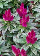 Imagem de Celosia argentea L.