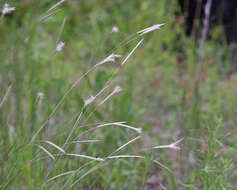 Image of splitbeard bluestem