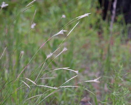 Image de Andropogon