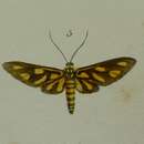 Image of Amata pfeifferae Moore 1859