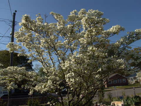 Image of flowering dogwood