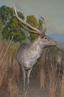 Image of Rusa C. H. Smith 1827