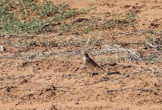 Image de Pipit austral