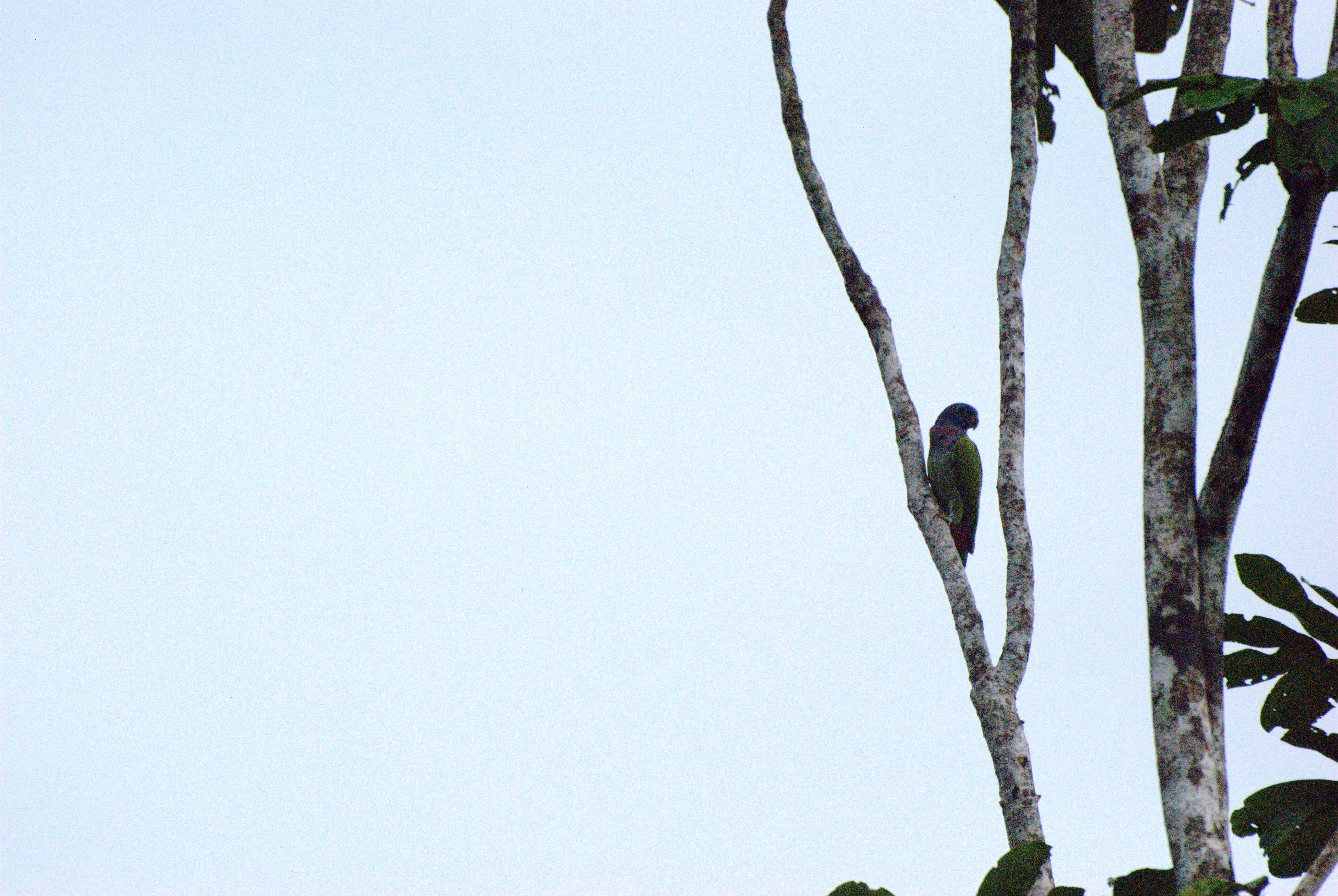 Image of Blue-headed Parrot