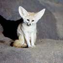 Image of Fennecus zerda