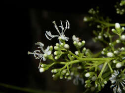 Image of Miconia poeppigii Triana