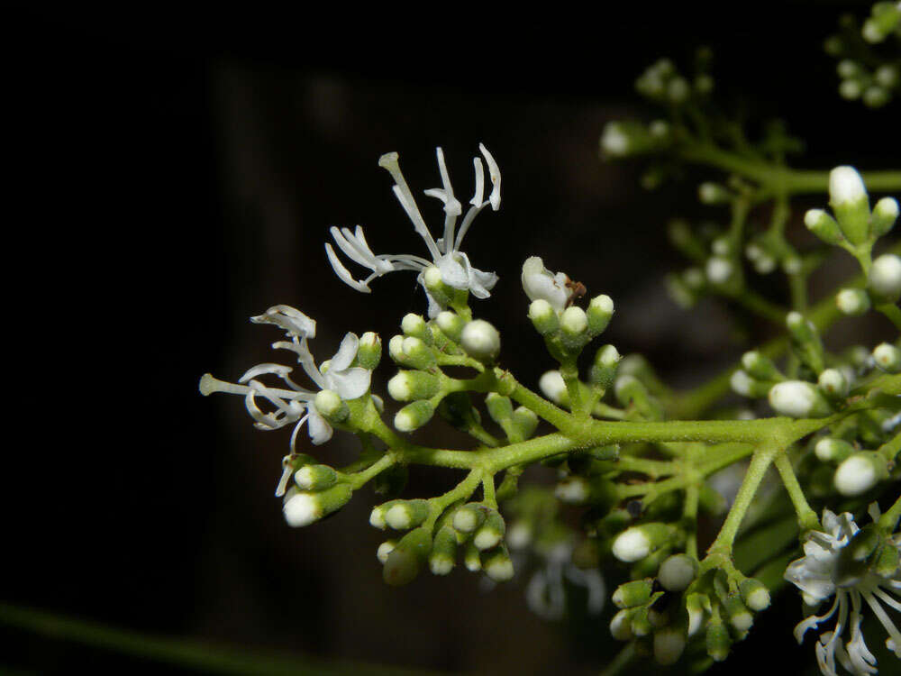 Image of Miconia poeppigii Triana