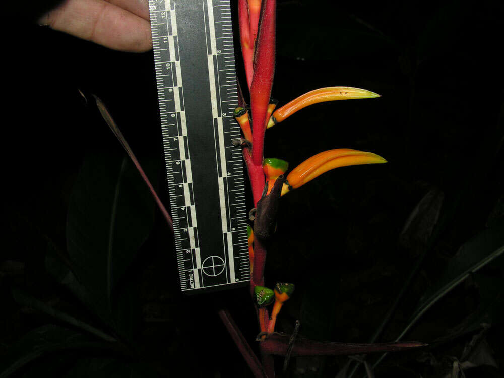 Image of Heliconia osaensis Cufod.