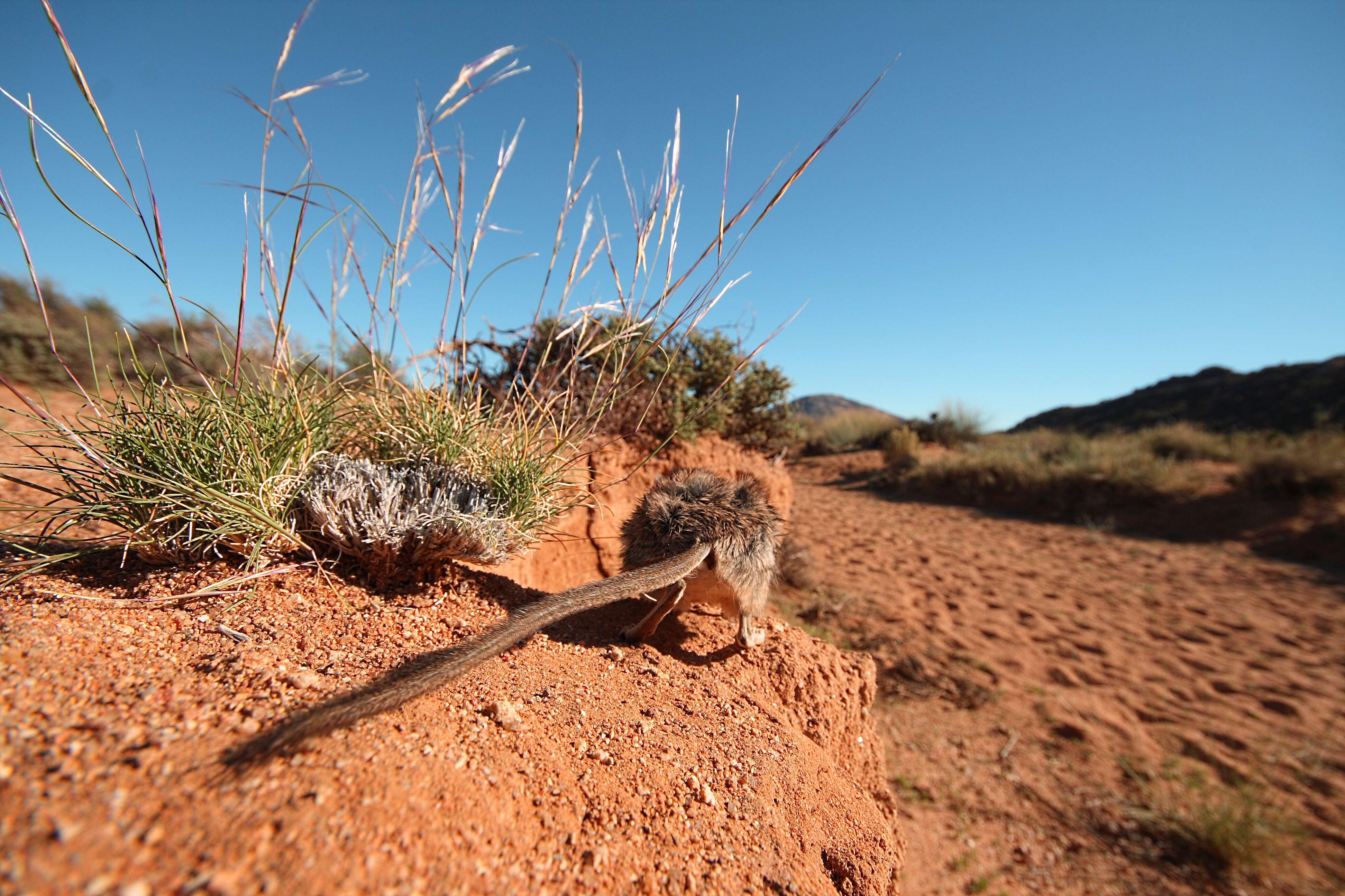 Image of elephant-shrews