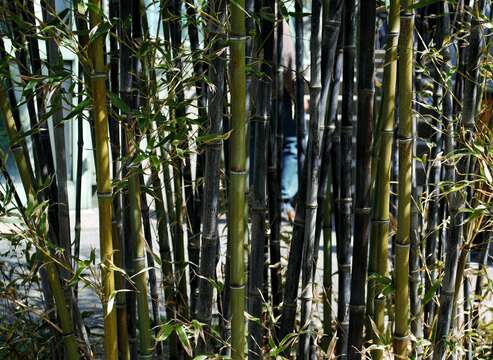 Image of black bamboo