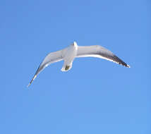 Image of Larus Linnaeus 1758