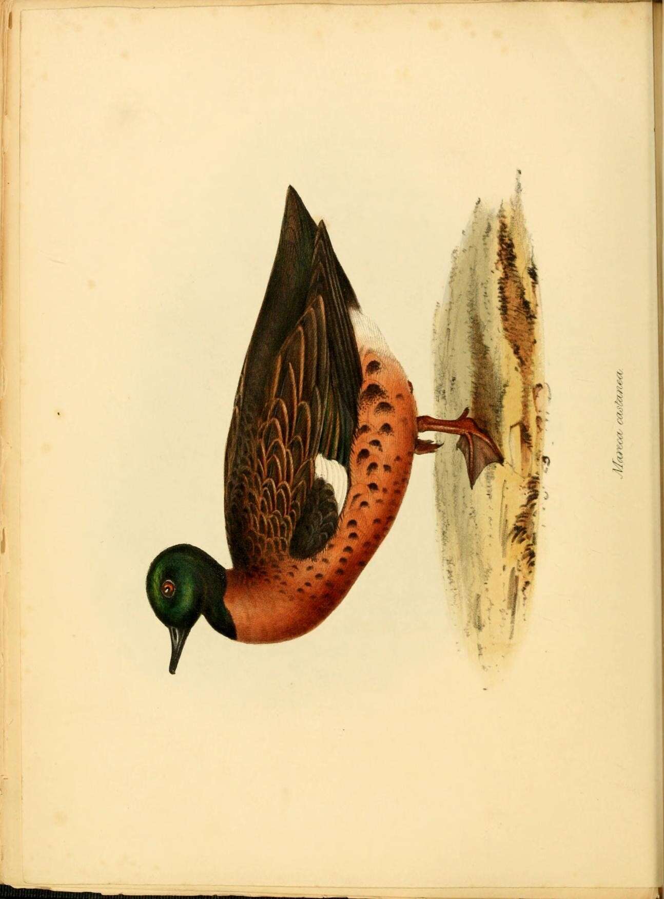 Image of Chestnut Teal