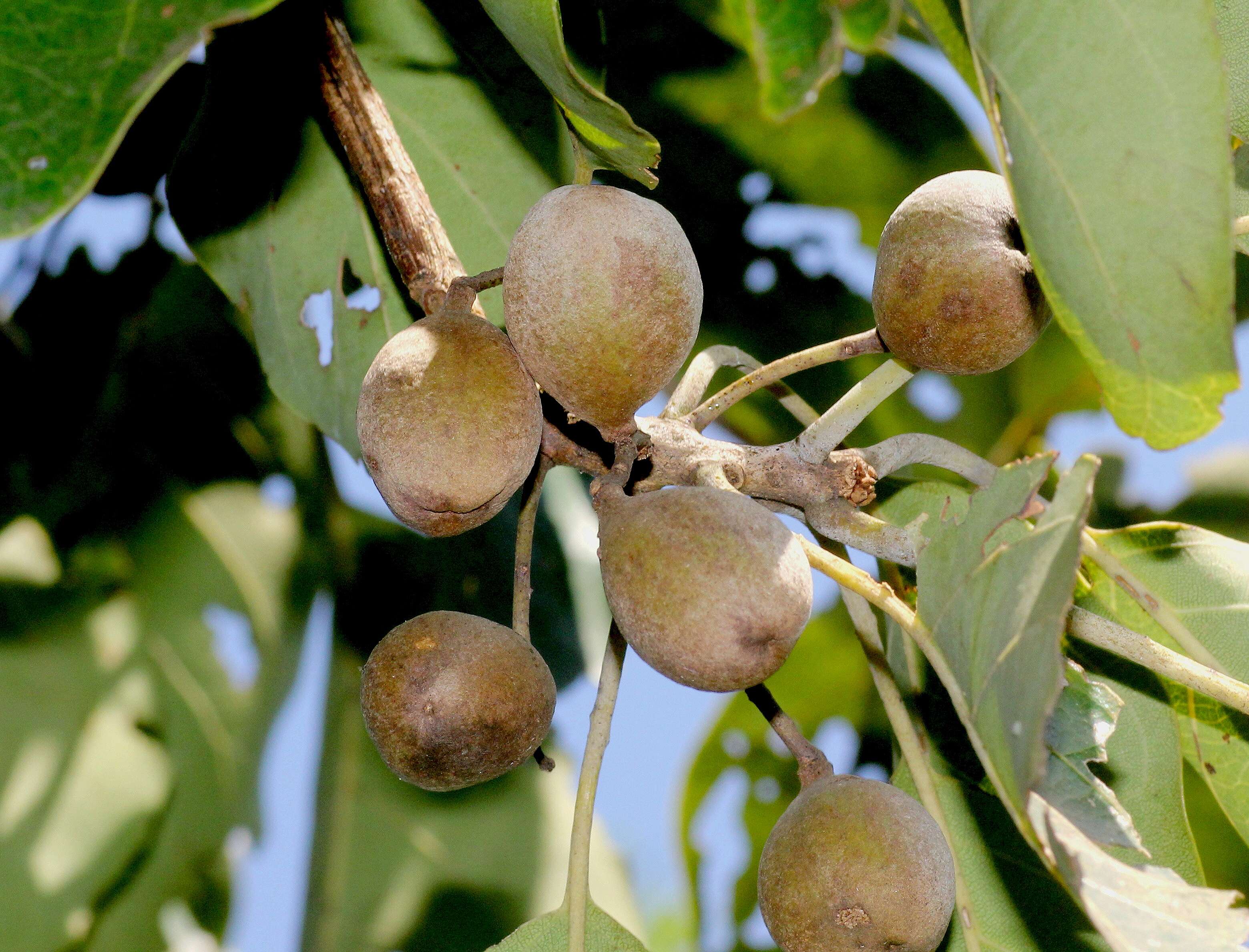 Image of tropical almond