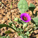 Image of Calandrinia compressa Schrad. ex DC.