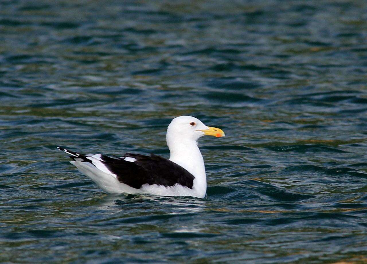 Image of Larus Linnaeus 1758