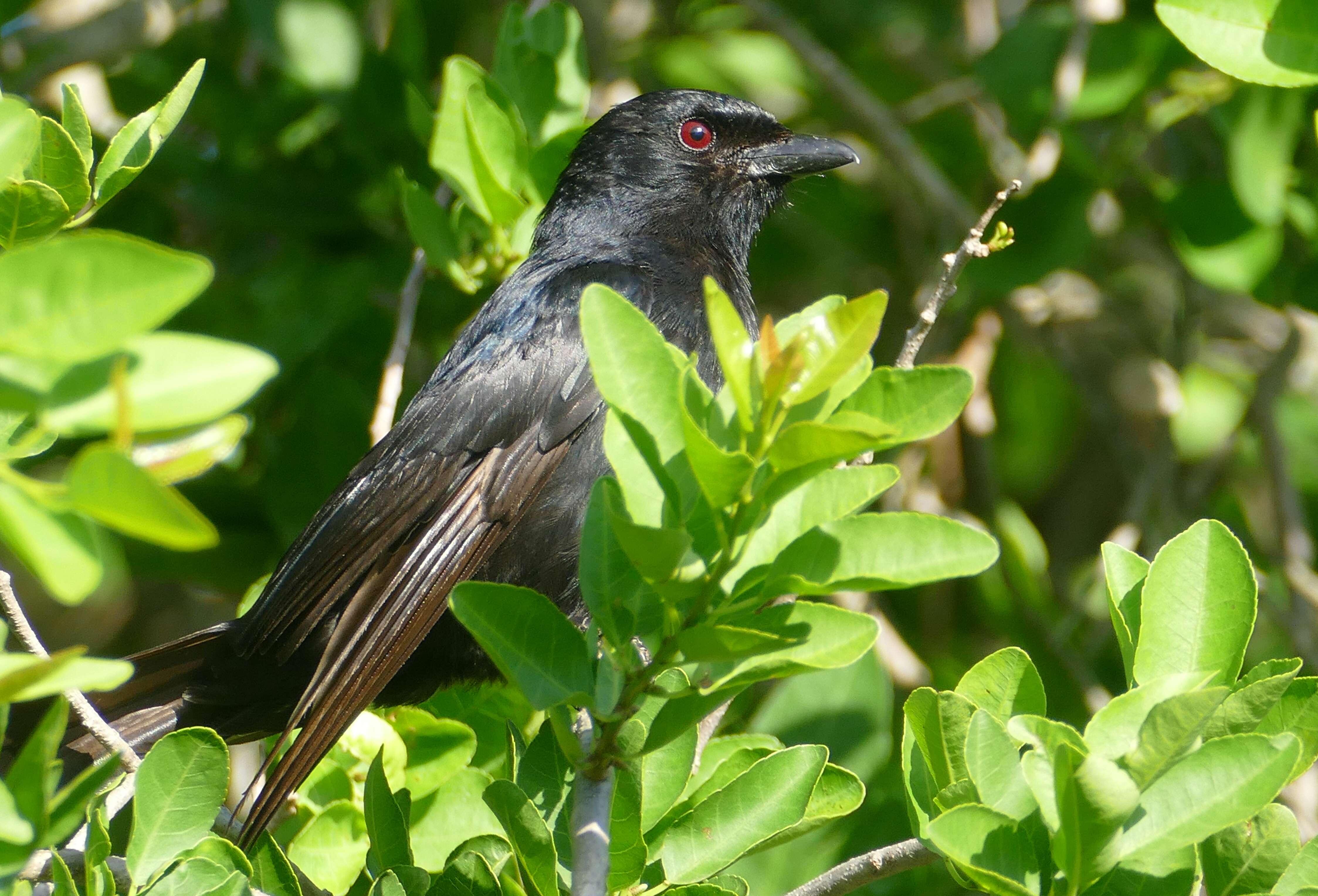 صورة Dicrurus adsimilis (Bechstein 1794)