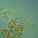 Imagem de Spirostomum Ehrenberg 1834