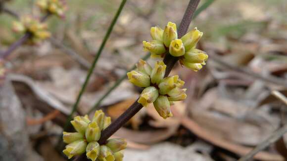 Image of Many flowered mat-rush