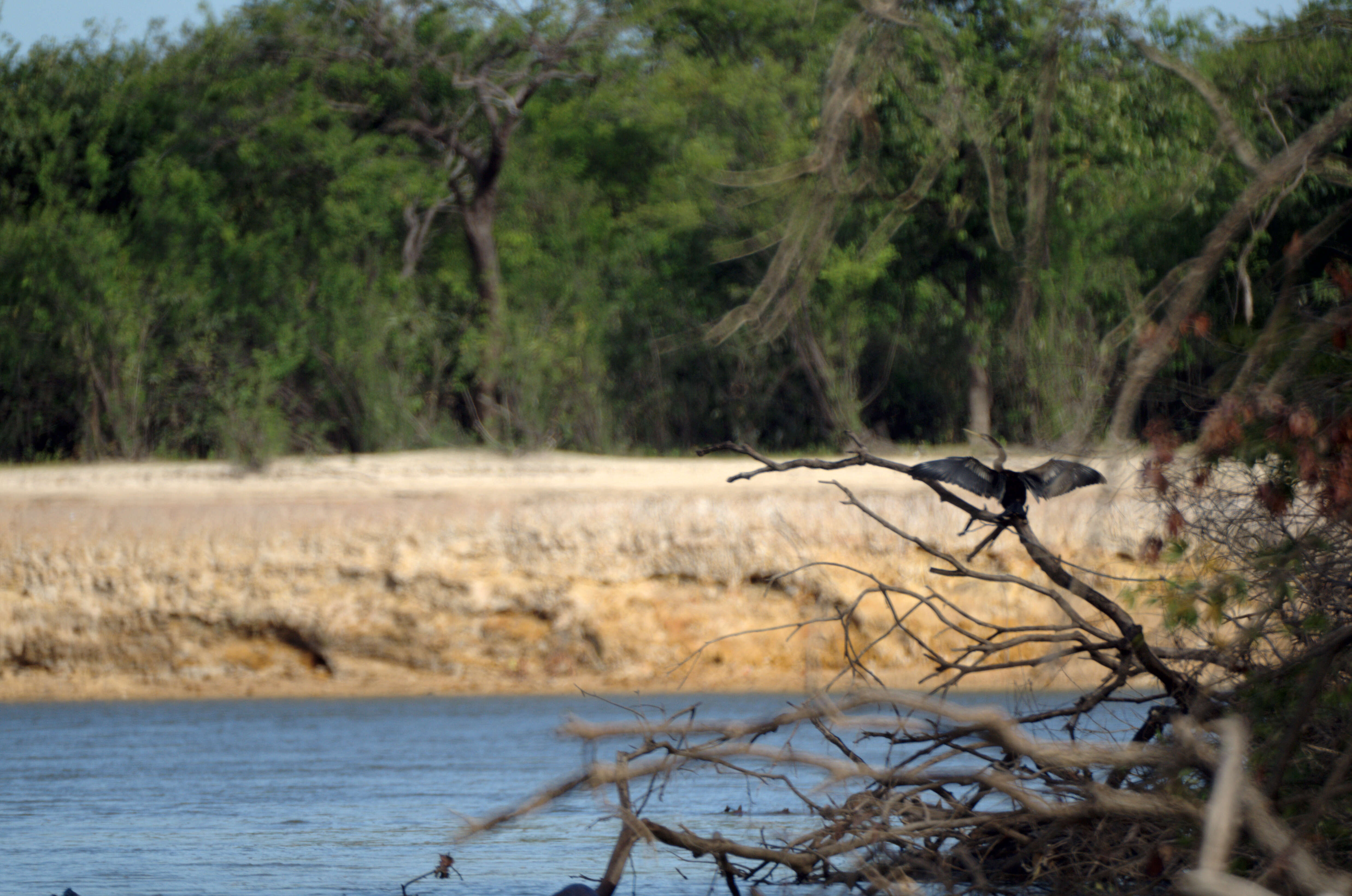 Image of anhingas and darters