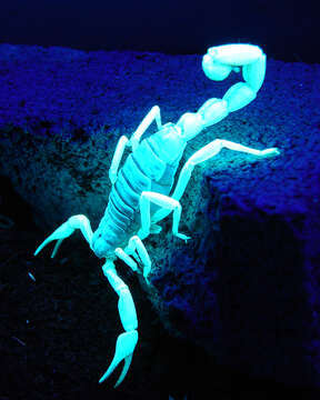 Image of Giant Hairy Scorpions