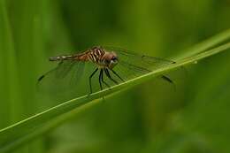 Image of Blue Dasher