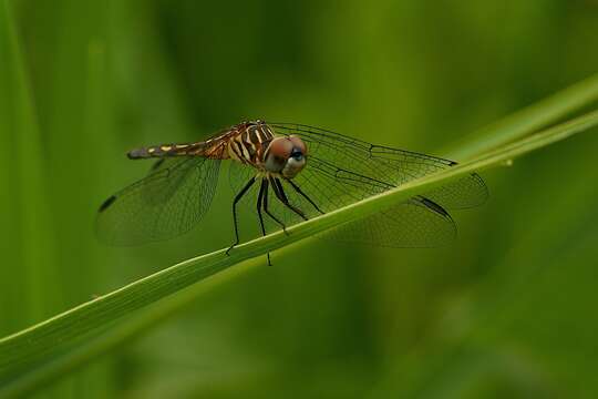 Image of Blue Dasher