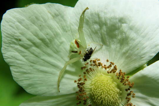 Image of Flower Crab Spiders