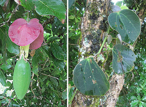 Sivun Passiflora membranacea Benth. kuva