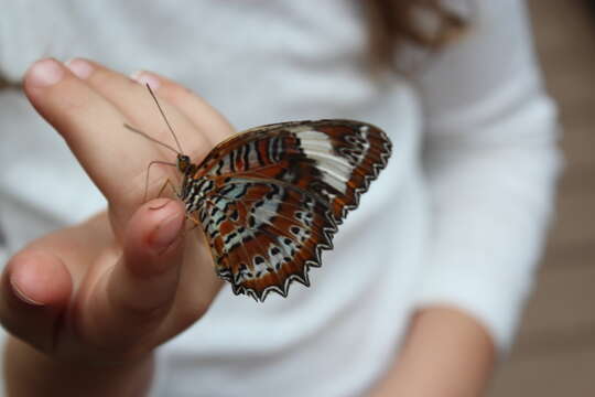 Cethosia penthesilea Cramer 1777 resmi