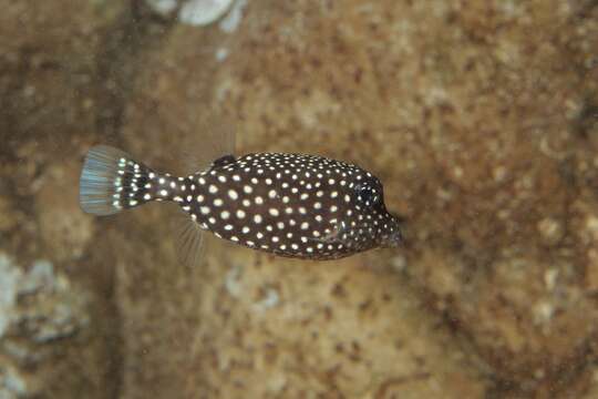 Image of Boxfishes