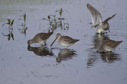 Image of Dowitcher