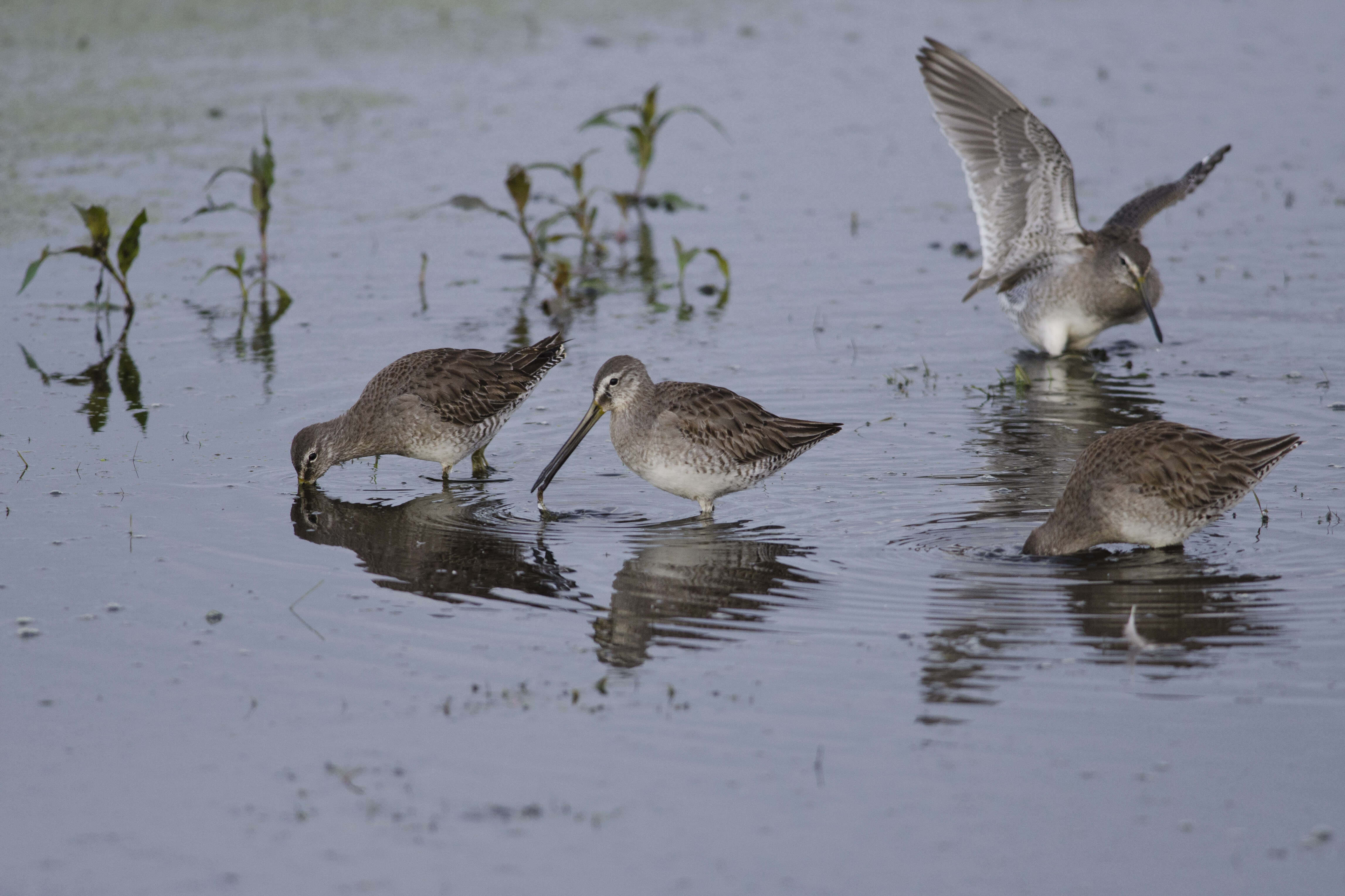 Image of Long-billed Dowitcher