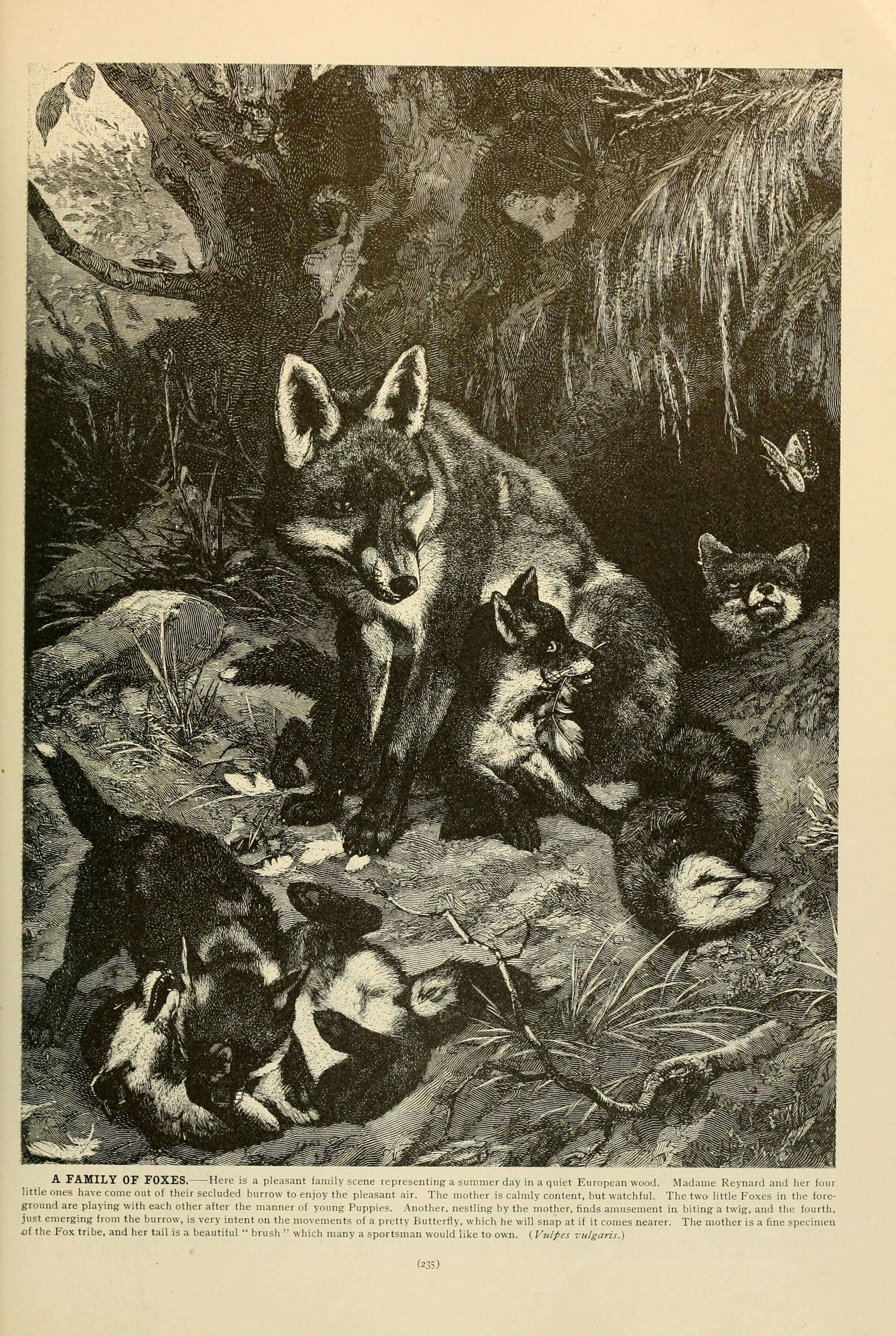 Image of Foxes