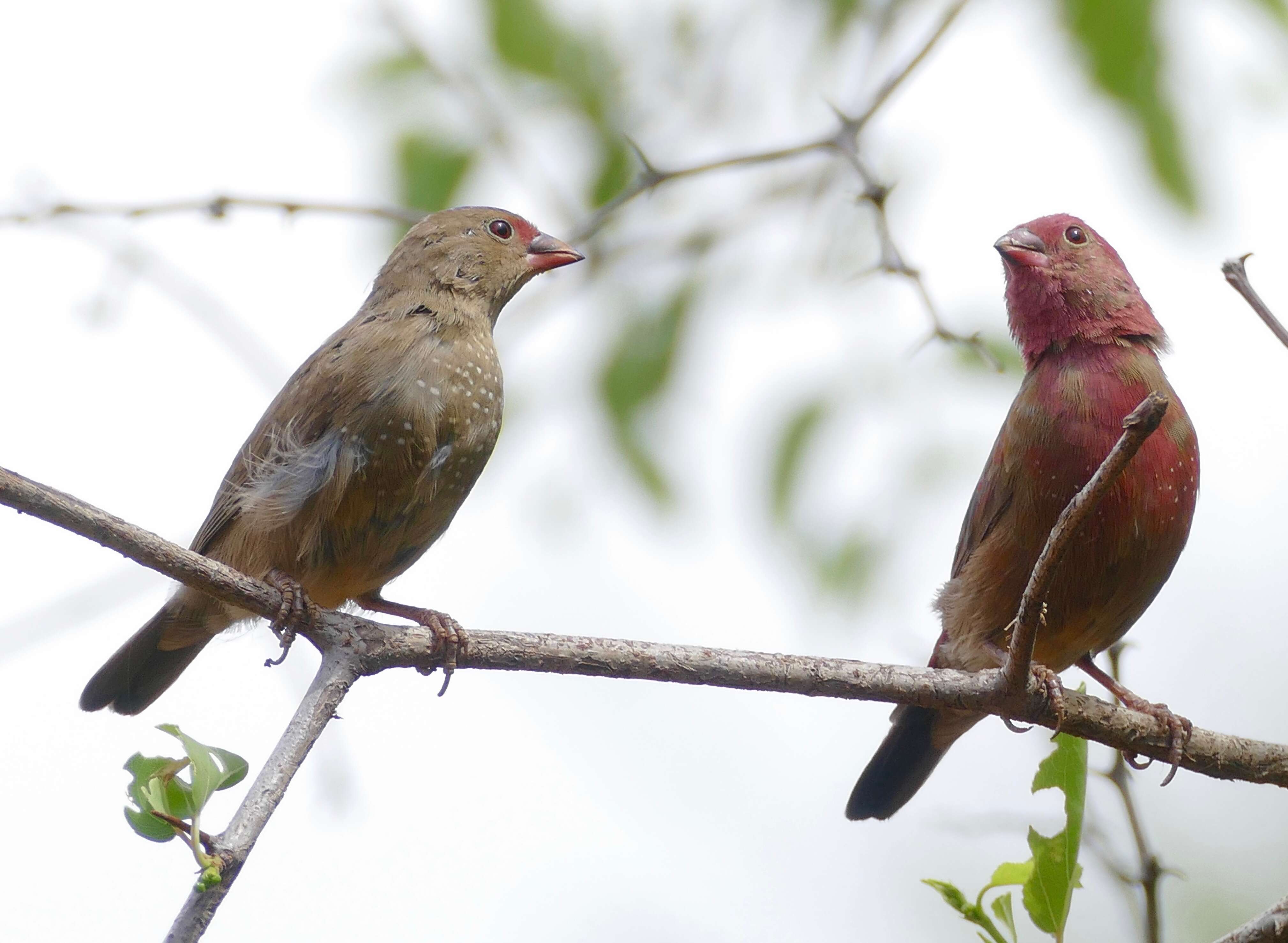 Image of Red-billed Firefinch