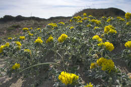 Image of Sea Medick