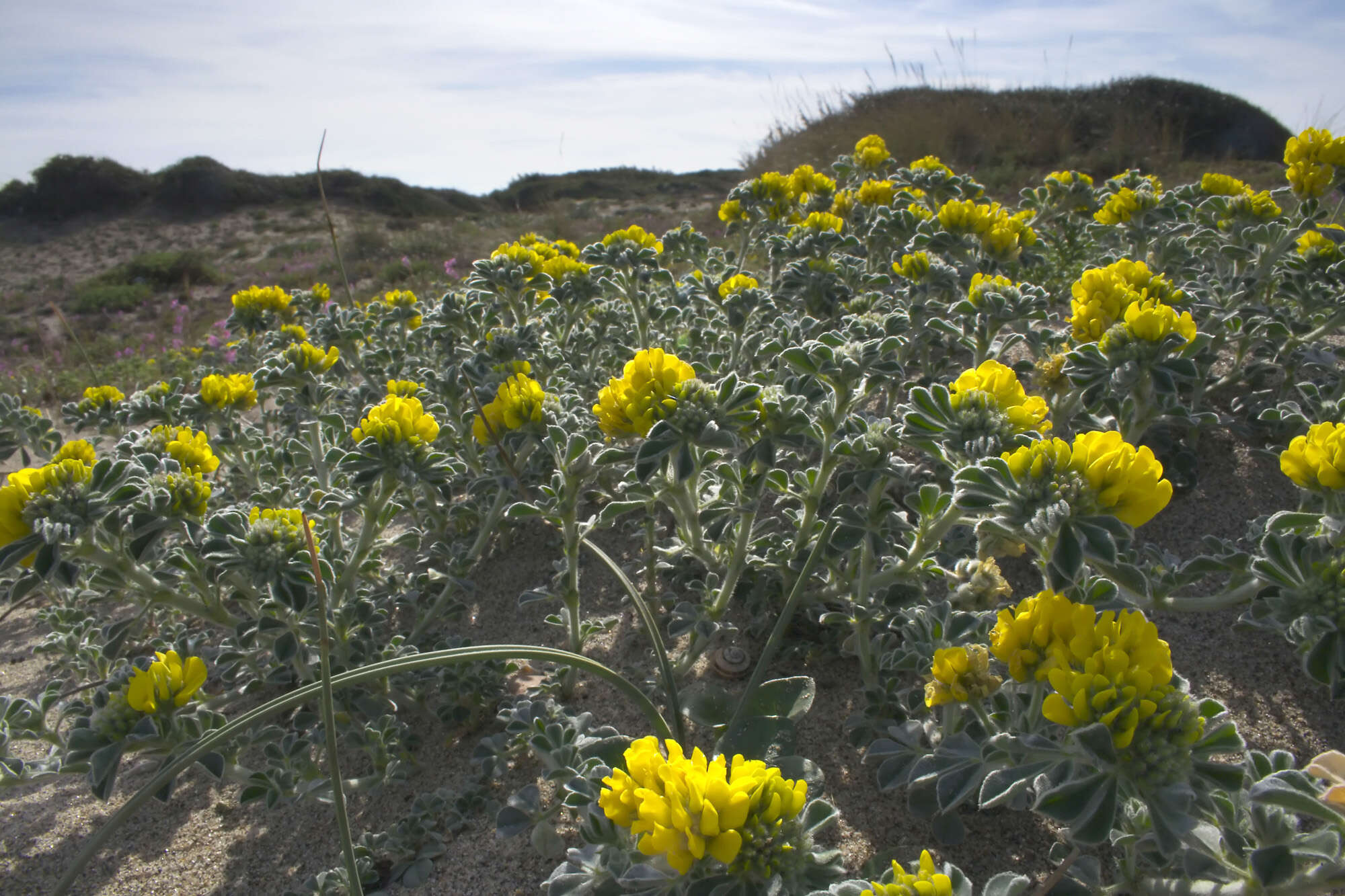 Image of Sea Medick